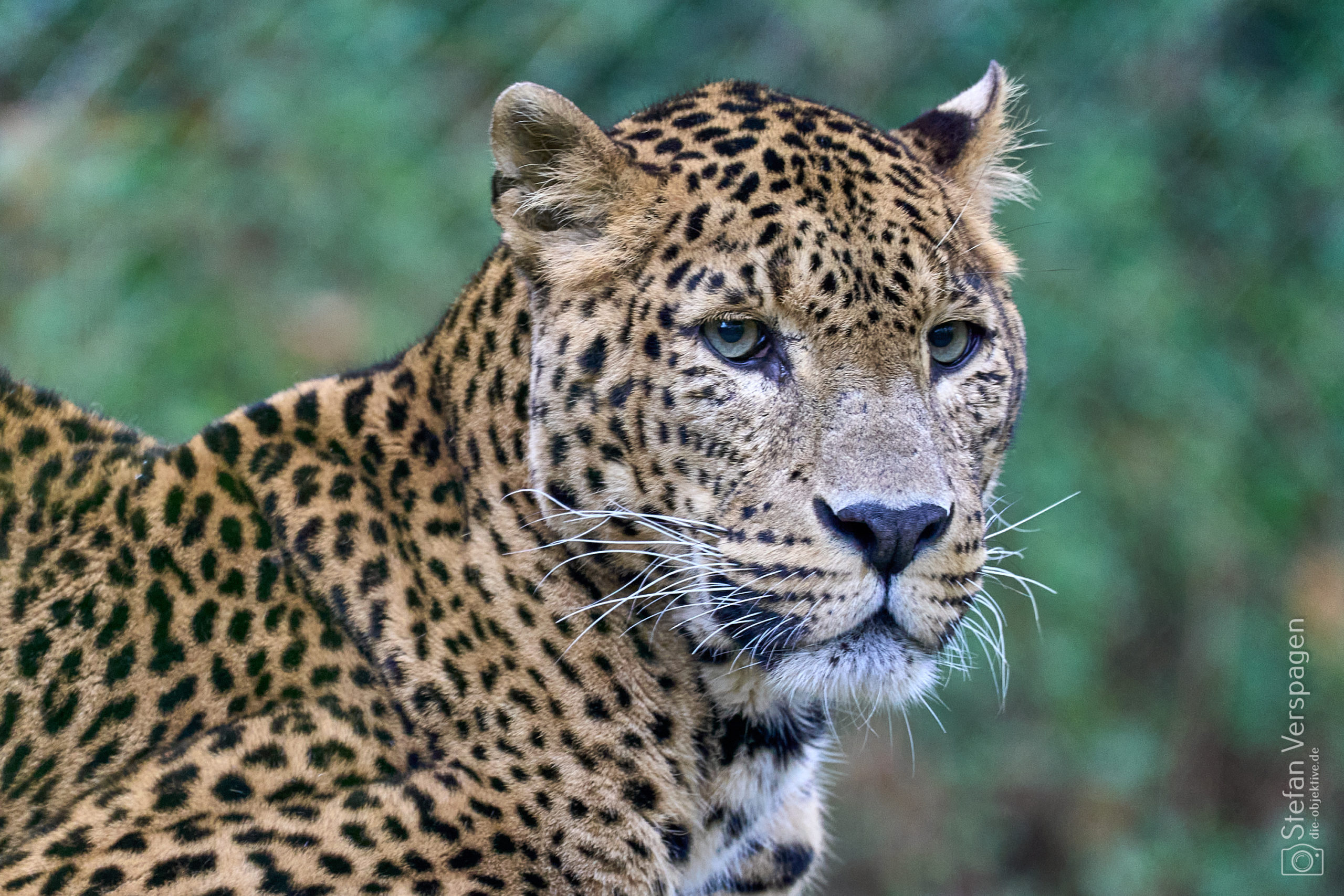 BurgersZoo11