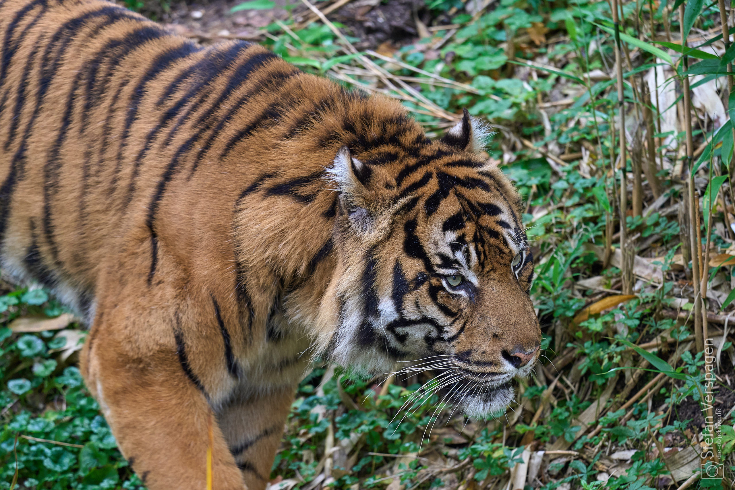 BurgersZoo34